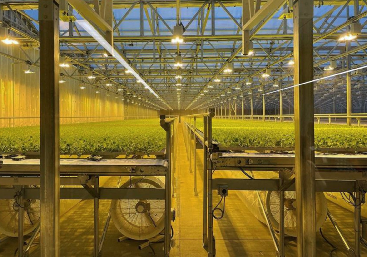 Greenhouse Fans, lettuce grow room, indoor air movement, crop fan, Patterson Fan Co 2.jpg
