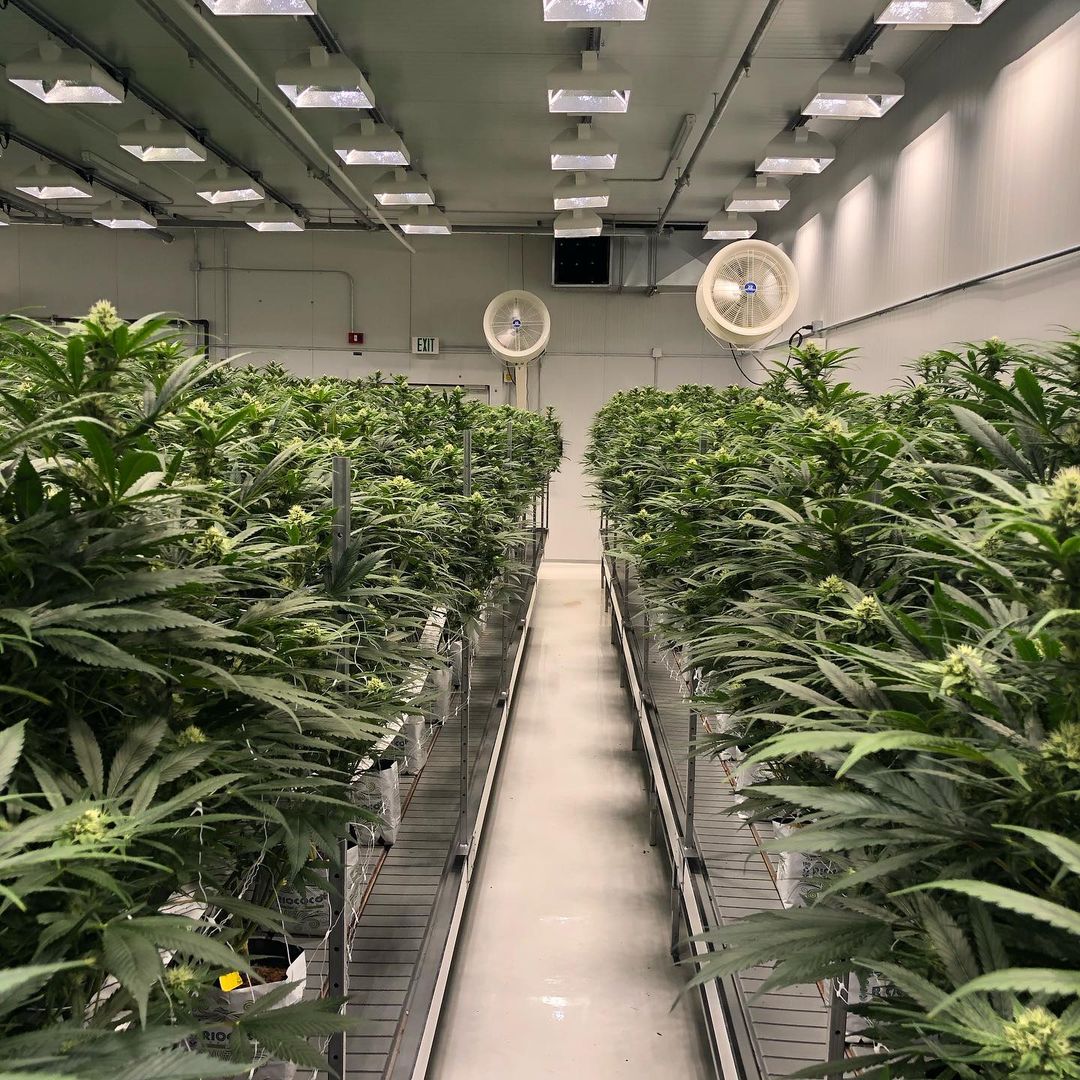 Indoor grow room with rows of plants and wall-mounted circulation fans providing airflow