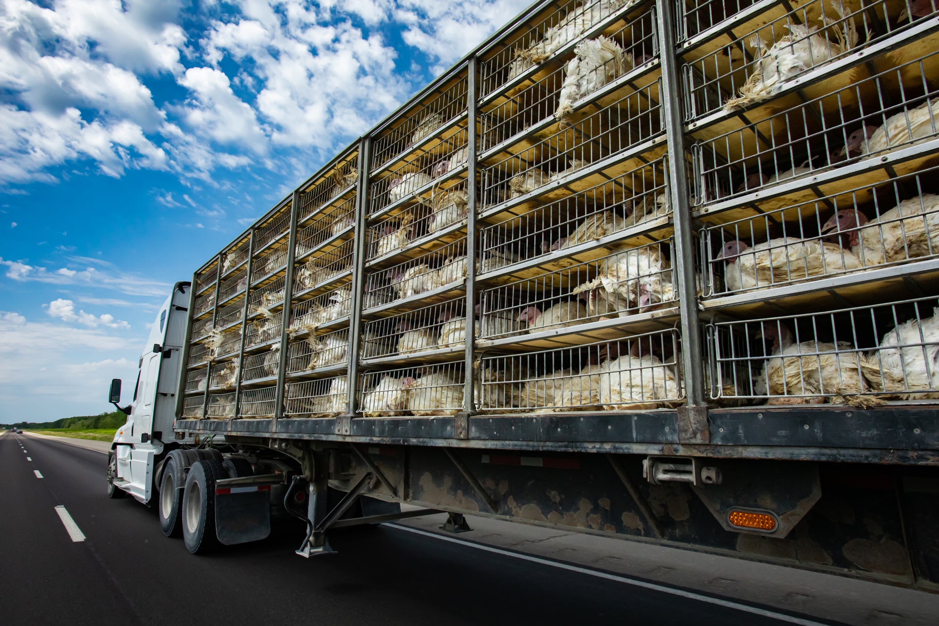 Truck transporting livestock in cages on a road with a blue sky.