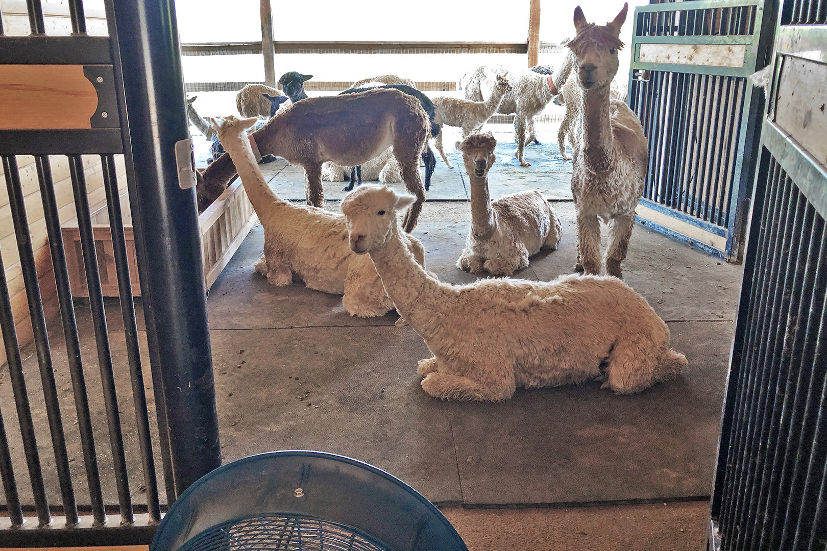 Group of alpacas inside a barn with a blue floor fan positioned for cooling airflow