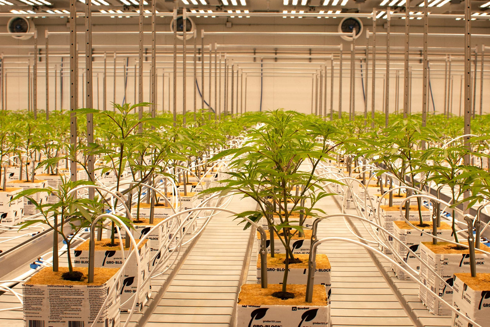 Commercial grow room with young cannabis plants in Gro-Block substrate and overhead circulation fans providing air movement