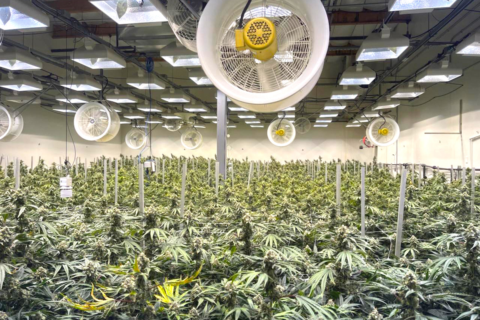 Ceiling-mounted circulation fans above a large indoor cannabis grow room, providing airflow and preventing condensation over dense flowering plants