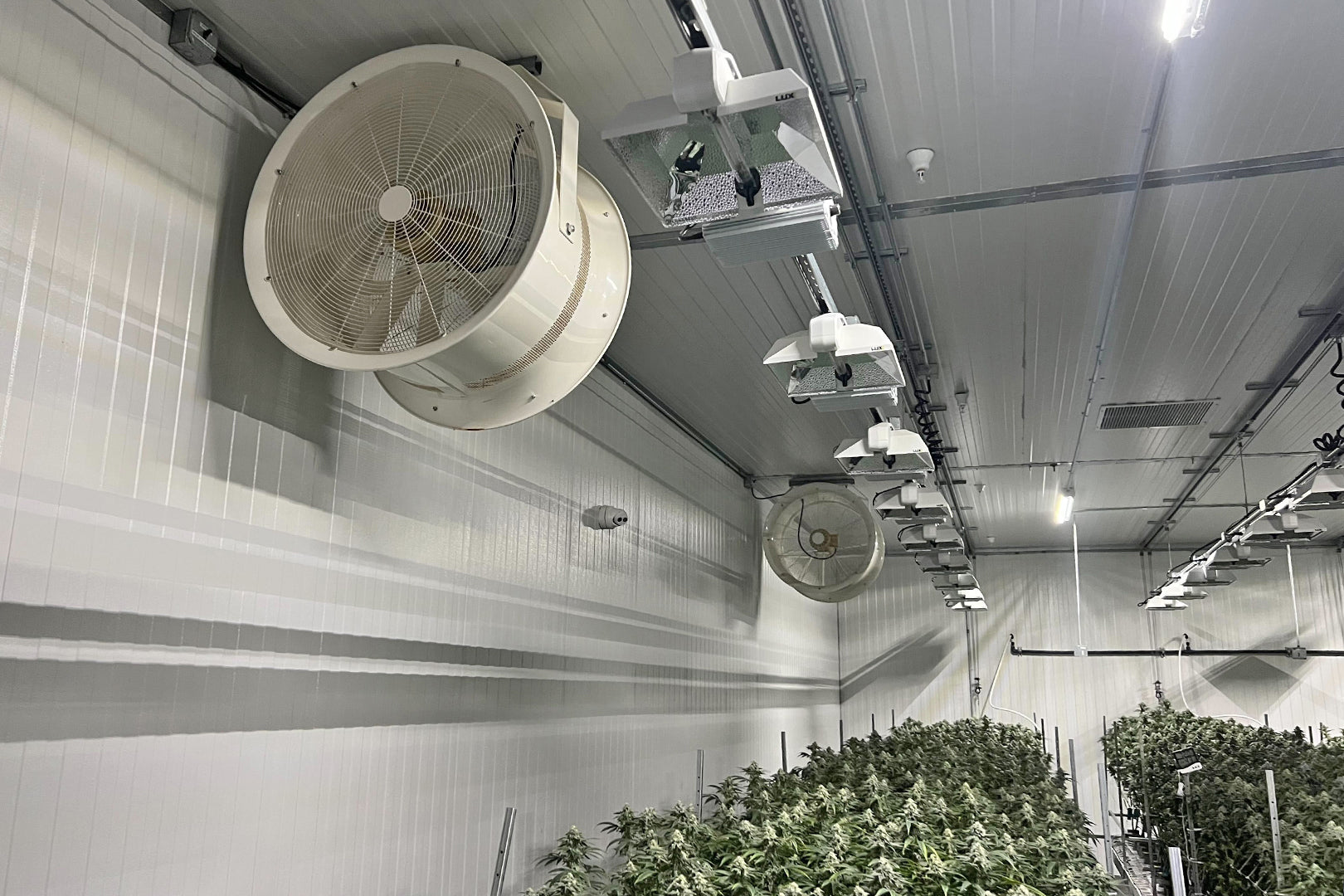 Indoor cannabis cultivation room with mounted circulation fans providing airflow above rows of mature cannabis plants