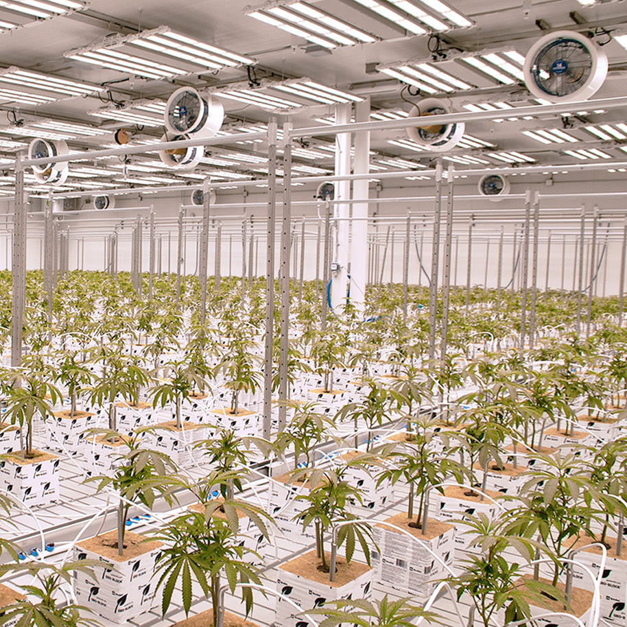Commercial indoor grow room with mounted circulation fans providing airflow above rows of young plants