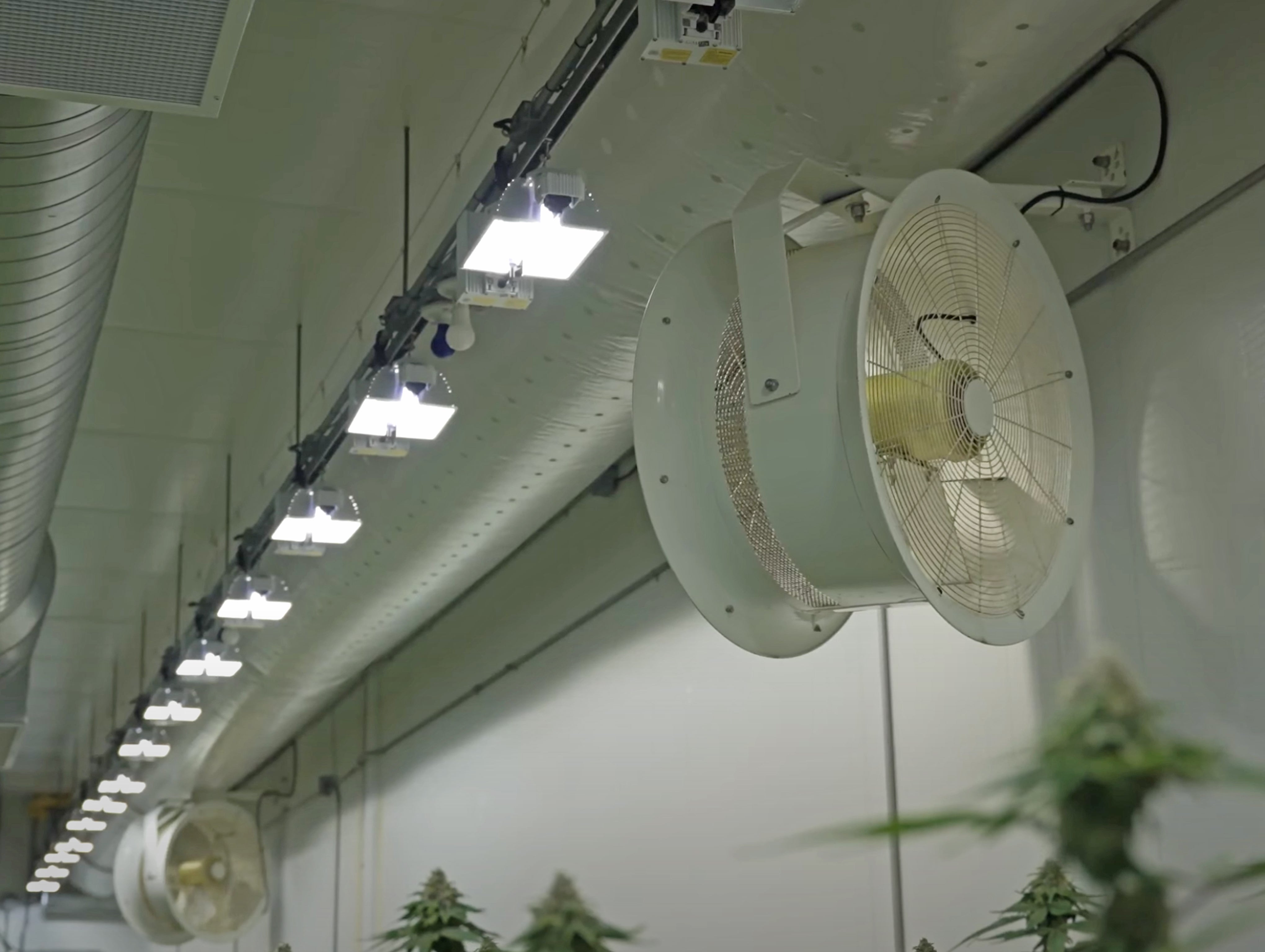 Large white circulation fans and overhead grow lights inside an indoor cultivation room with mature plants