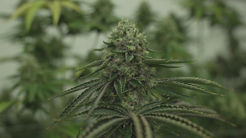 Video showing a Patterson circulation fan improving airflow across indoor cannabis plants