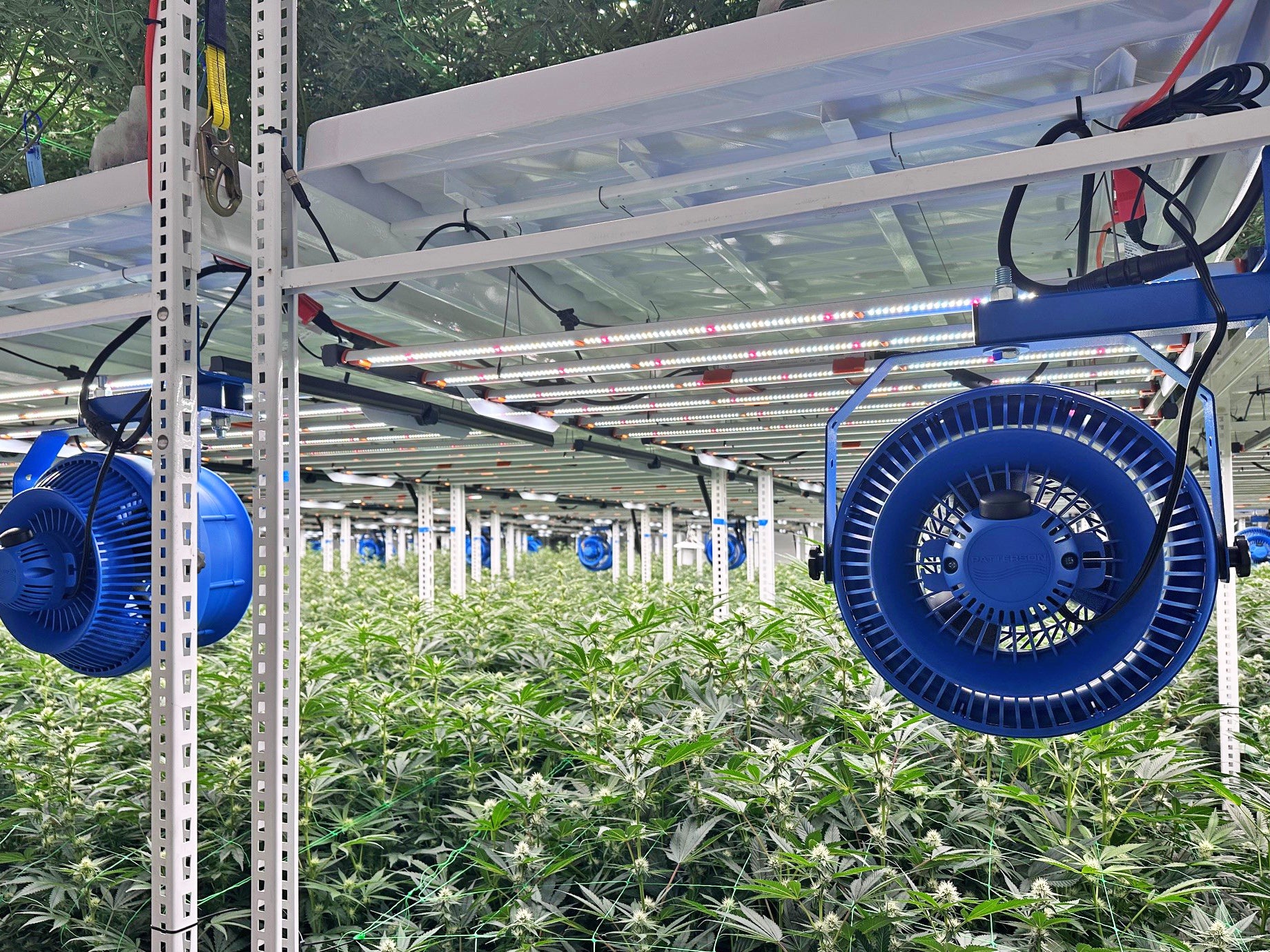 Blue circulation fans mounted above plants in an indoor grow room with LED cultivation lights